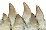 Mosasaur (Prognathodon) Jaw with Six Teeth - Morocco #276702-2